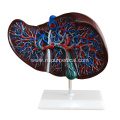 Human Liver Structure Model